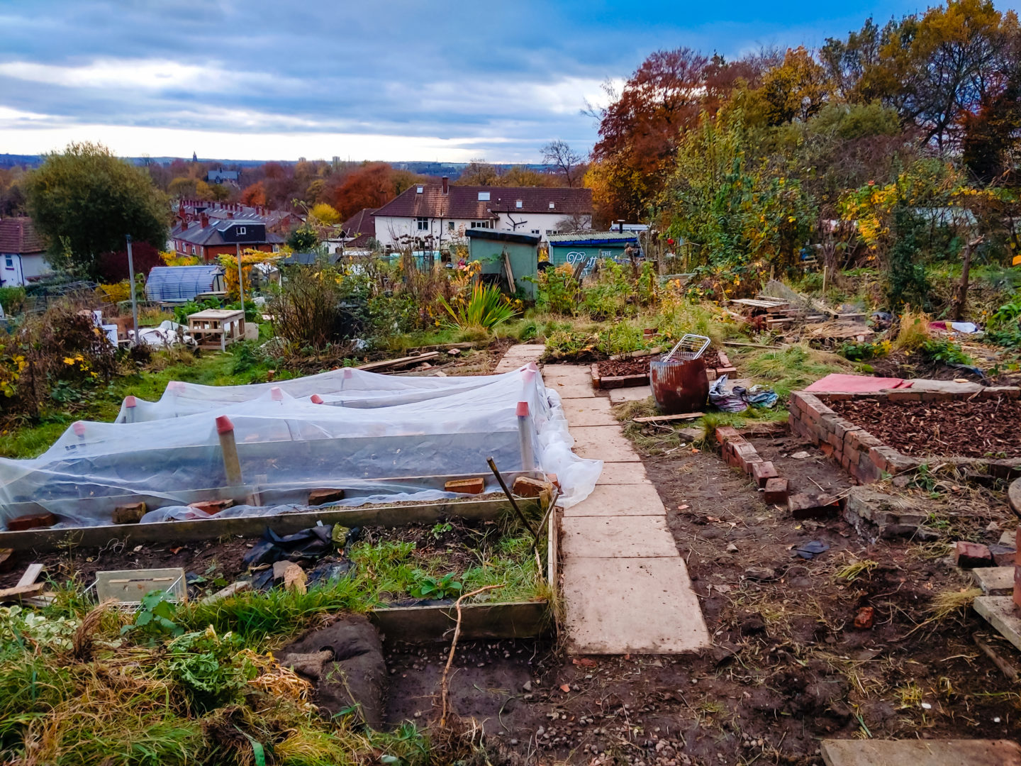 allotment garden diaries November 2021